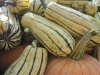 winter-squash