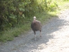 Turkey on drive