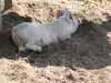 pig in shade