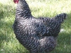Barred Rock Hen