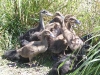 Ducklings
