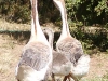 Geese