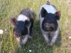 Young pigs