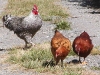 Rooster and Hens